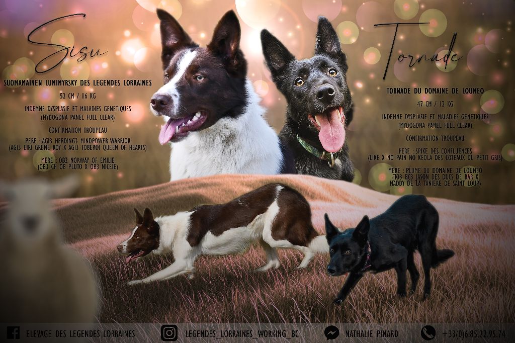 Chiot Border Collie des Légendes Lorraines