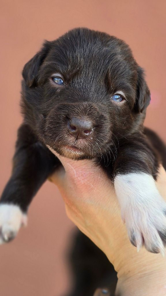 des Légendes Lorraines - Chiots disponibles - Border Collie