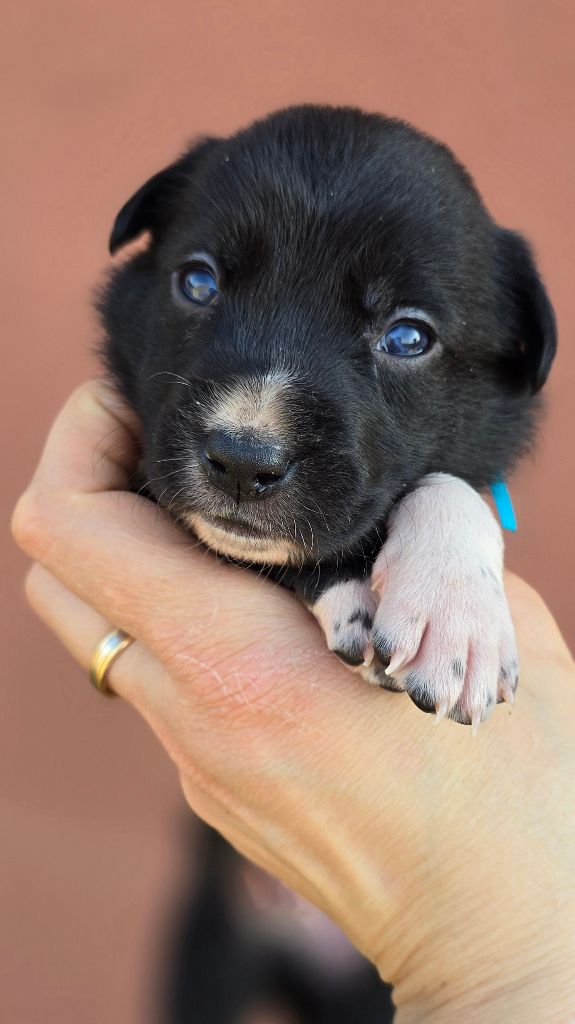 des Légendes Lorraines - Chiots disponibles - Border Collie