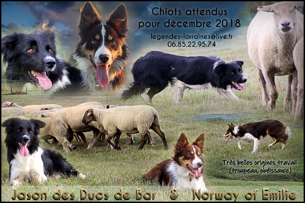 des Légendes Lorraines - Border Collie - Portée née le 03/12/2018