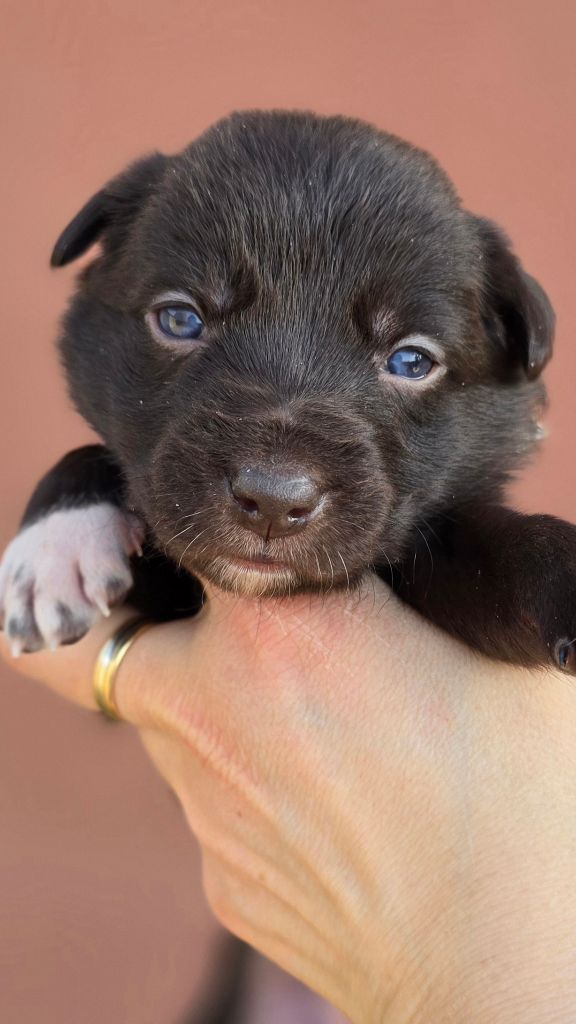 des Légendes Lorraines - Chiots disponibles - Border Collie