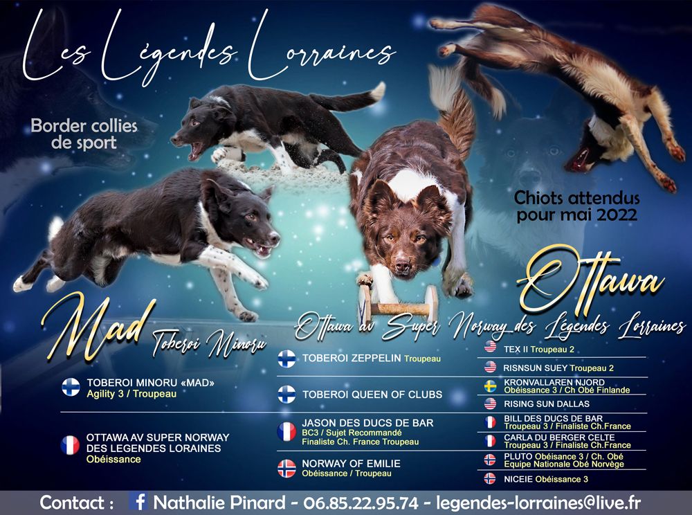 des Légendes Lorraines - Border Collie - Portée née le 11/05/2022